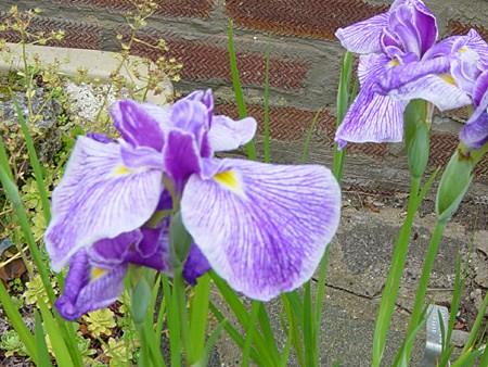 Ирис мечевидный "Активити" (Iris ensata Activity)