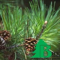 Сосна обыкновенная "Tabuliformis" (Pinus sylvestris Tabuliformis)