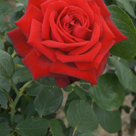 Роза Pride of England