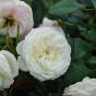 Роза "Артемис" (Rose  Artemis)