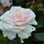 Роза "Вайтэ Шейд ов Пэйл" (Rose Whiter Shade Of Pale) 
